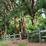 Australian Pines Photo