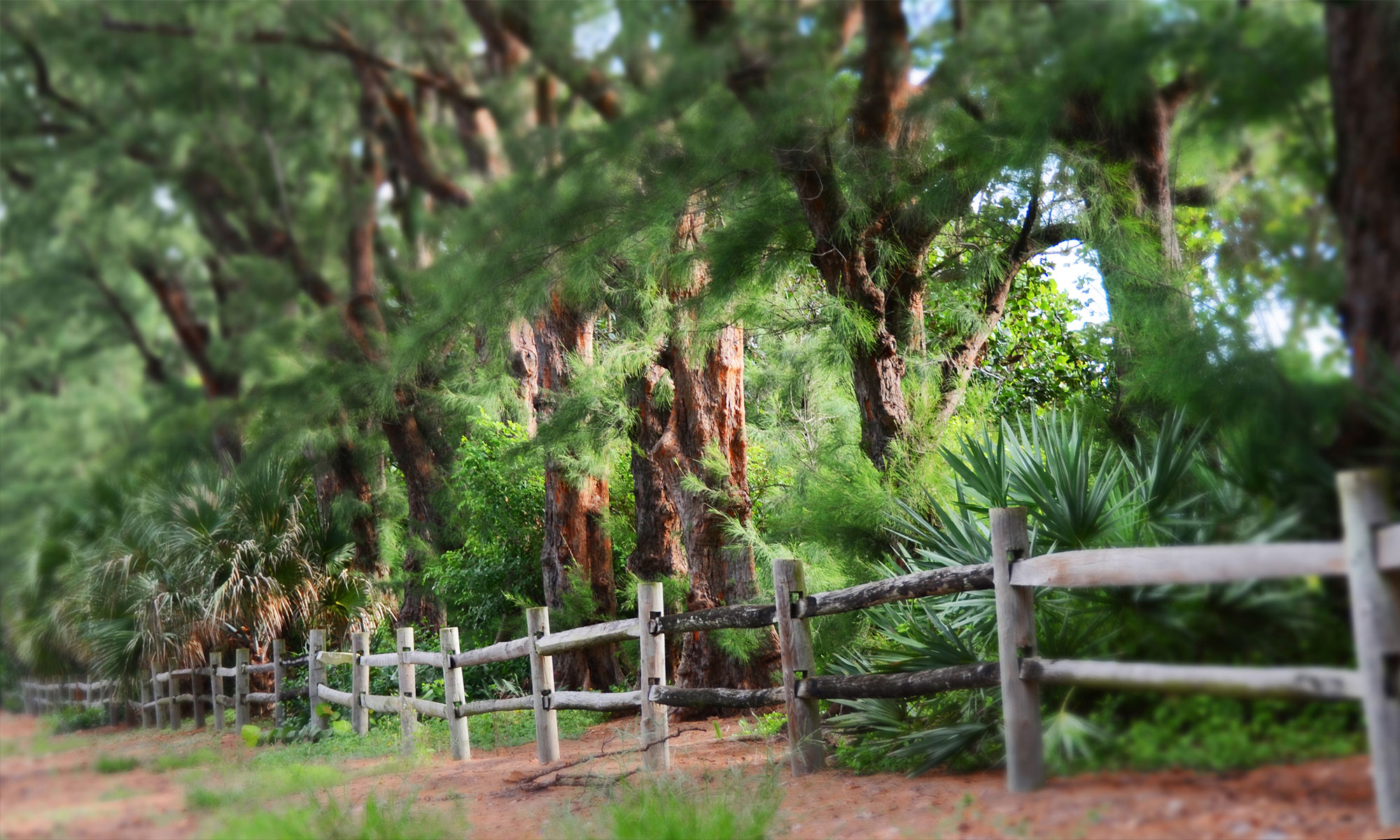 Australian Pines Photo