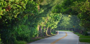 Gulf Stream, Fl. -- Gulf Stream's canopy of trees along A1A looking north. Photo by Peter W. Cross