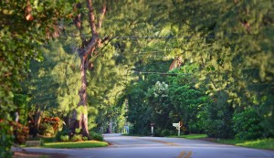 Gulf Stream, Fl. -- Gulf Stream's canopy of trees along A1A looking north. Photo by Peter W. Cross