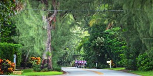 Gulf Stream, Fl. -- Gulf Stream's canopy of trees along A1A looking north. Photo by Peter W. Cross