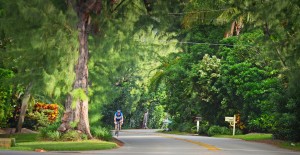 Gulf Stream, Fl. -- Gulf Stream's canopy of trees along A1A looking north. Photo by Peter W. Cross